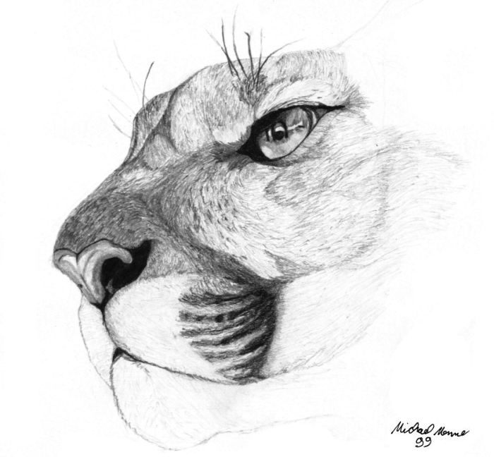 Dibujos para colorear puma