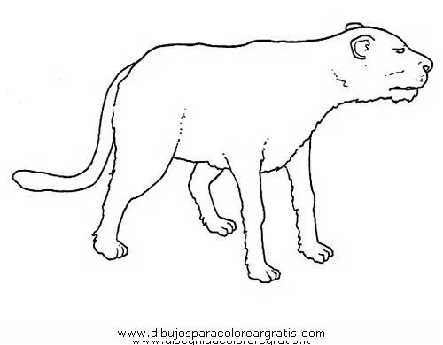 Puma animal animado - Imagui