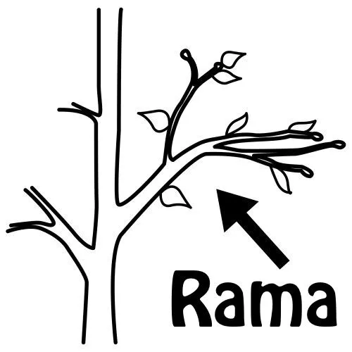 Dibujos para colorear rama - Imagui