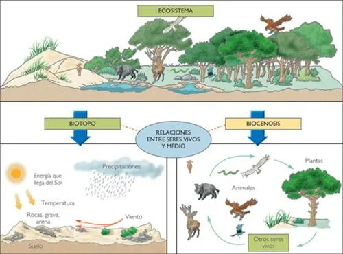 Ecología y Educación Ambiental (página 2) - Monografias.com