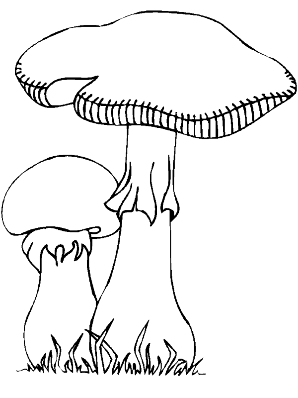 Dibujos para colorear de Setas, callampas, champiñones, Plantillas ... Dibujos para colorear de Setas, callampas, champiñones, Plantillas ...