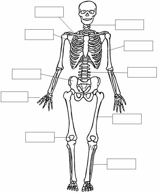 Sistema oseo facil para dibujar - Imagui