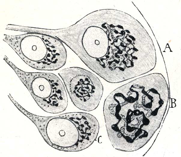 CVC. Santiago Ramón y Cajal. Recuerdos de mi vida. Historia de mi ...