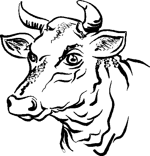 Dibujos para colorear de Toros, Bos taurus, Toro de lidia ...