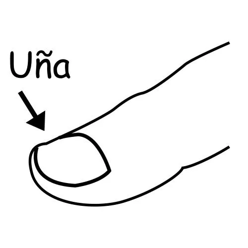 Dibujos para colorear de una uña - Imagui