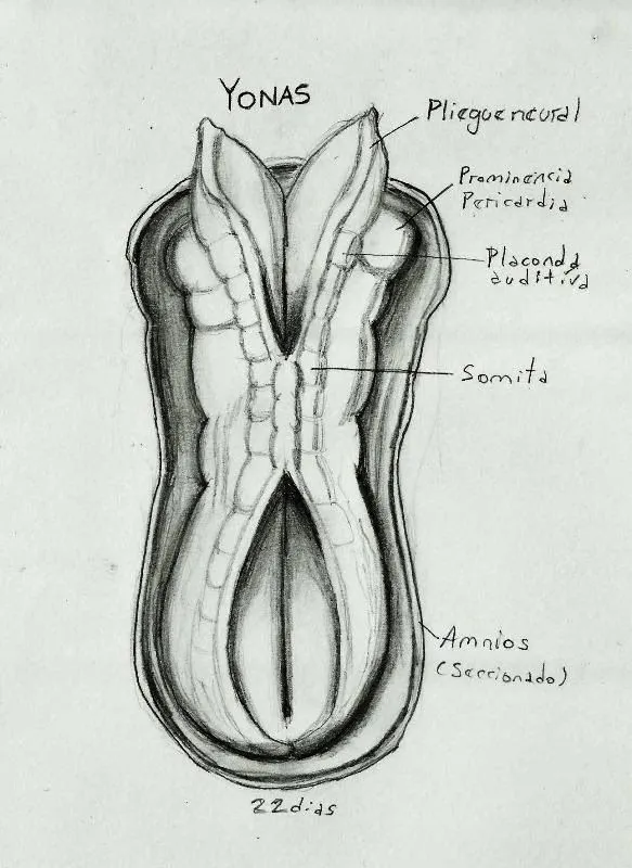 Dibujos complejos y sencillos.: Dibujo a lápiz embrión humano de ...