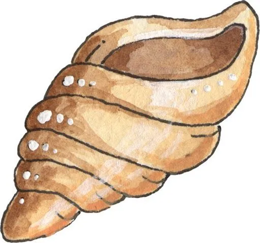 Caracoles de mar en dibujo - Imagui