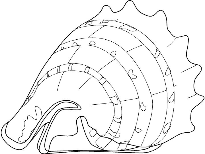 Dibujos para colorear de Crustáceos, Crustacea, Conchas ... Dibujos para colorear de Crustáceos, Crustacea, Conchas ...