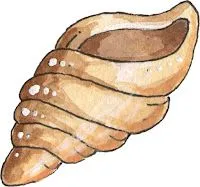 dibujos conchas de mar imprimir:Imagenes y dibujos para imprimir dibujos conchas de mar imprimir:Imagenes y dibujos para imprimir