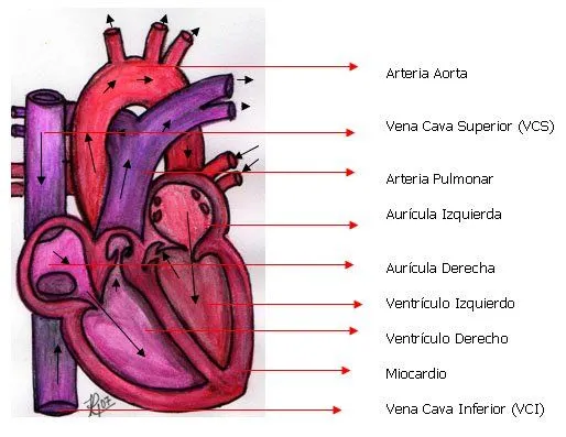 Dibujos del corazon y sus partes para niños - Imagui