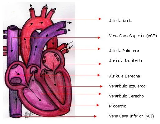 Partes del corazon para niños - Imagui