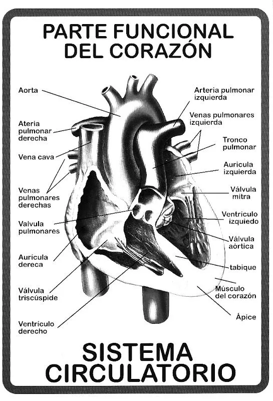 Dibujos para colorear del corazon y sus partes - Imagui
