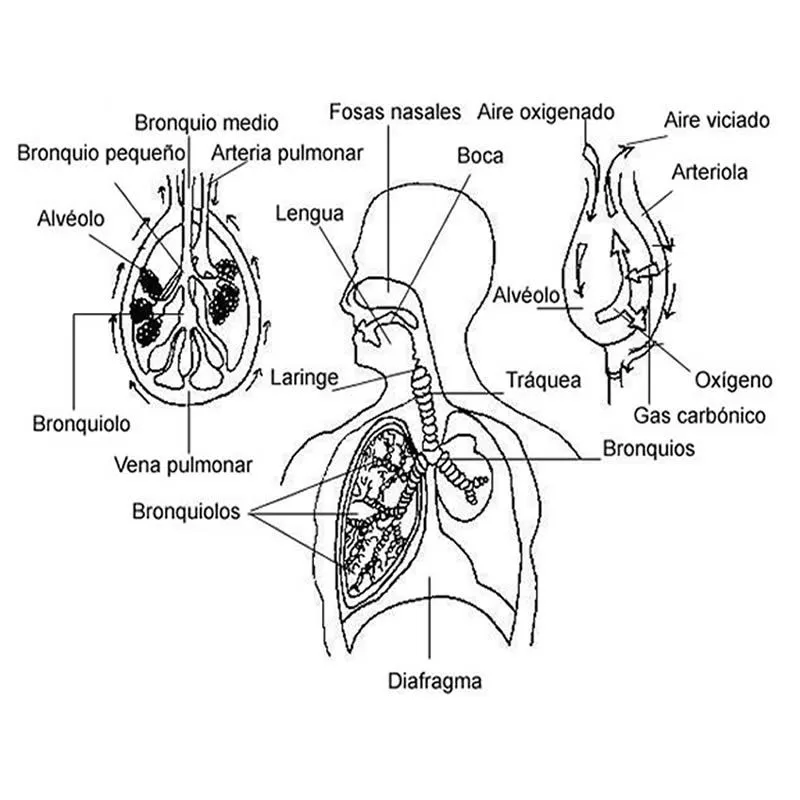 DIBUJOS DEL CUERPO HUMANO ® Para colorear e imprimir DIBUJOS DEL CUERPO HUMANO ® Para colorear e imprimir