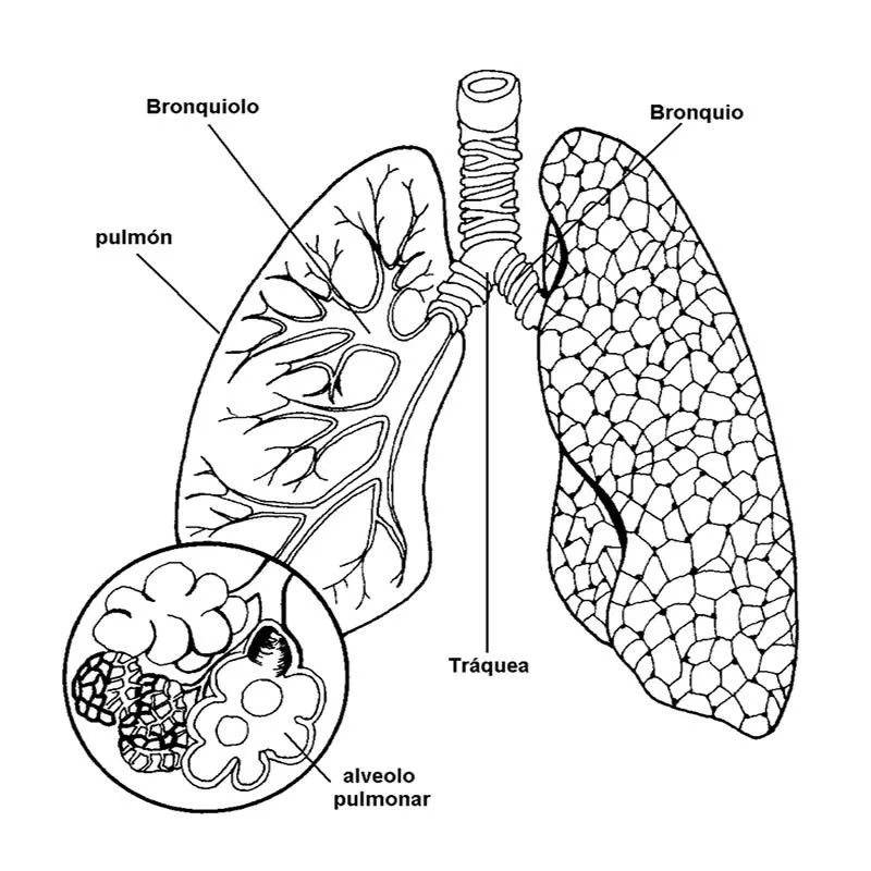 DIBUJOS DEL CUERPO HUMANO ® Para colorear e imprimir DIBUJOS DEL CUERPO HUMANO ® Para colorear e imprimir