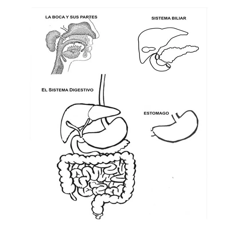 DIBUJOS DEL CUERPO HUMANO ® Para colorear e imprimir DIBUJOS DEL CUERPO HUMANO ® Para colorear e imprimir