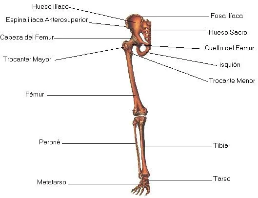 Dibujos del cuerpo humano y de temas médicos.