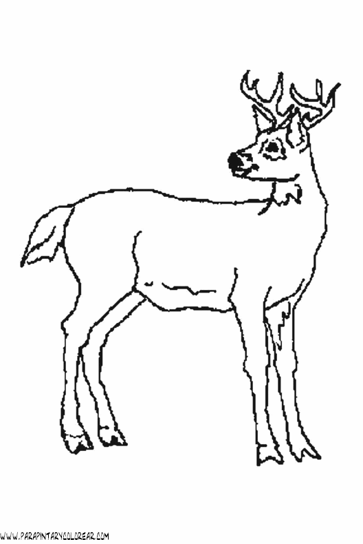 dibujos-de-ciervos-014