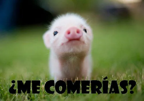 Cerdos animados tiernos - Imagui