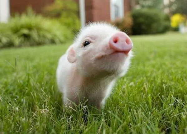 Los animales bebes más tiernos: fotografías que te harán suspirar ...