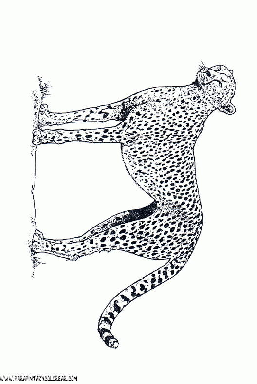 dibujos-de-leopardos-03