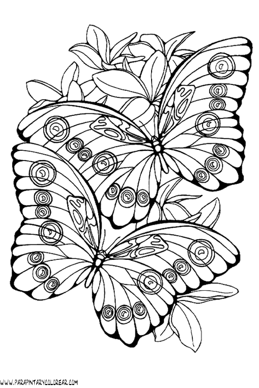 Bocetos de mariposas - Imagui
