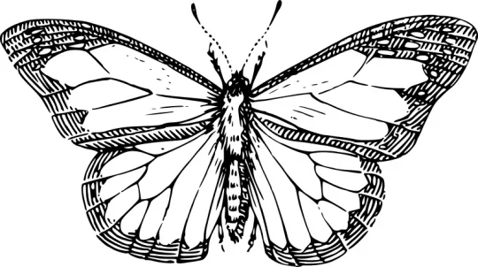 Dibujos-de-mariposas-para- ... Dibujos-de-mariposas-para- ...