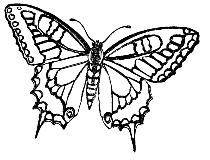 dibujos-de-mariposas-para- ...