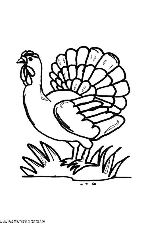 dibujos-de-pavos-03