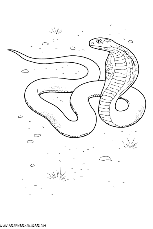 Dibujós de vivorás - Imagui