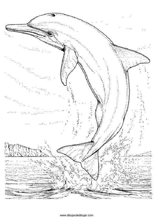 Dibujos de delfines para colorear e imprimirDibujos de dibujar Dibujos de delfines para colorear e imprimirDibujos de dibujar