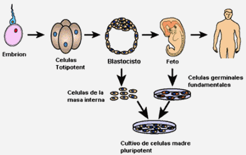 Células madres de sangre del cordón umbilical. Revisión ...