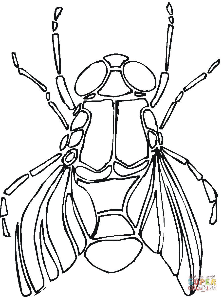 Dibujos de Dípteros, mosca para colorear - Páginas para imprimir y ... Dibujos de Dípteros, mosca para colorear - Páginas para imprimir y ...