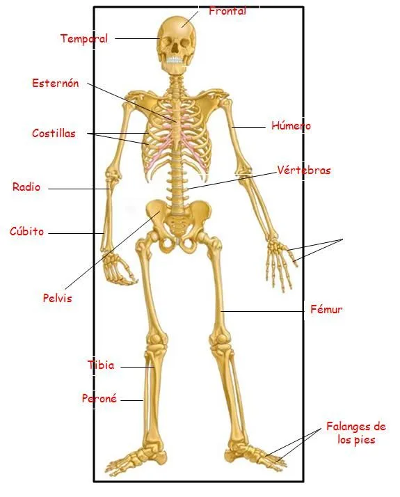 Imagenes de esqueletos con sus partes - Imagui