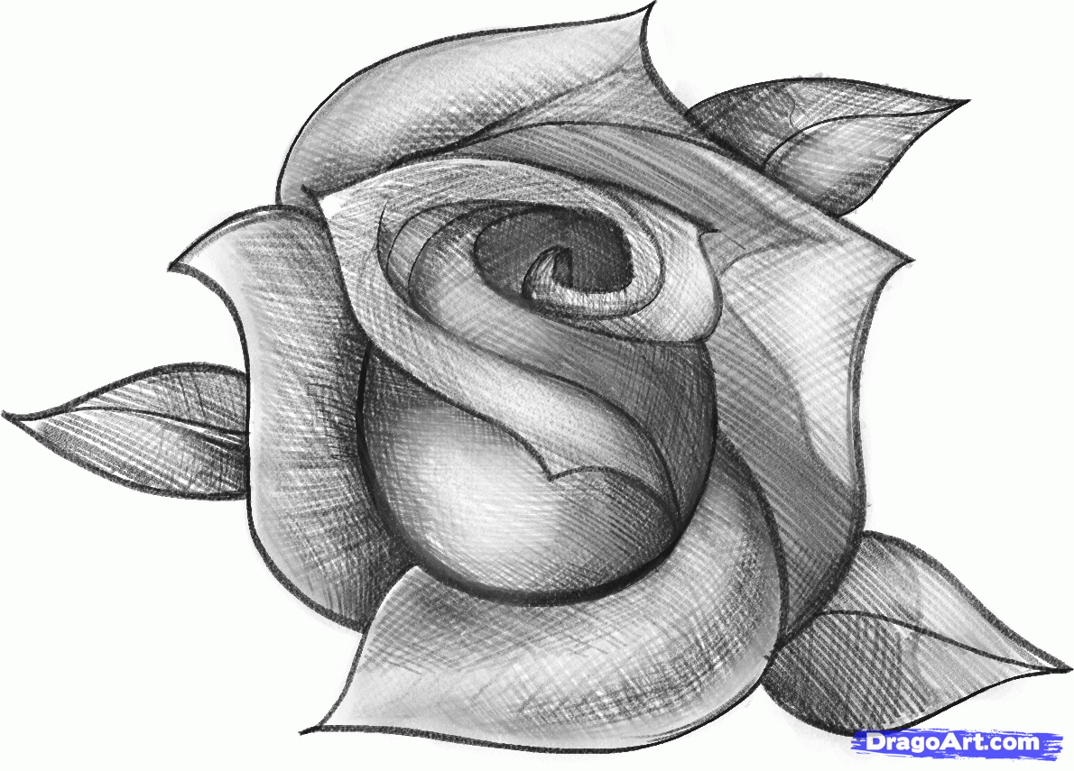 Dibujos faciles paso a paso: Dibuja una rosa Dibujos faciles paso a paso: Dibuja una rosa