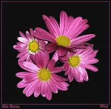 Dibujos de flores para imprimir y colorear: Dibujo de una Rosa China ... Dibujos de flores para imprimir y colorear: Dibujo de una Rosa China ...