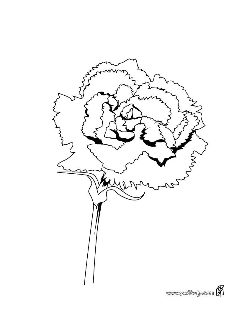 Dibujos de FLORES para pintar, un clavel para imprimir Dibujos de FLORES para pintar, un clavel para imprimir