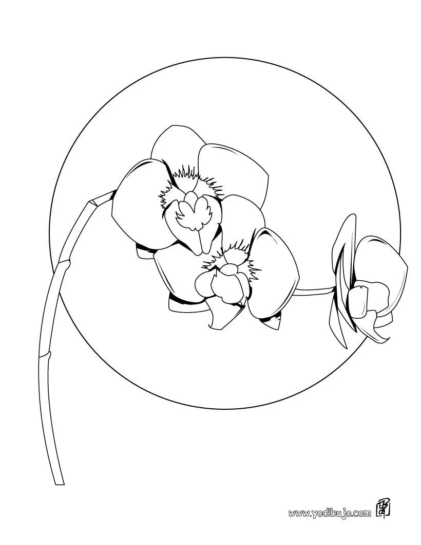 Dibujos de FLORES para pintar, una orquidea para imprimir Dibujos de FLORES para pintar, una orquidea para imprimir