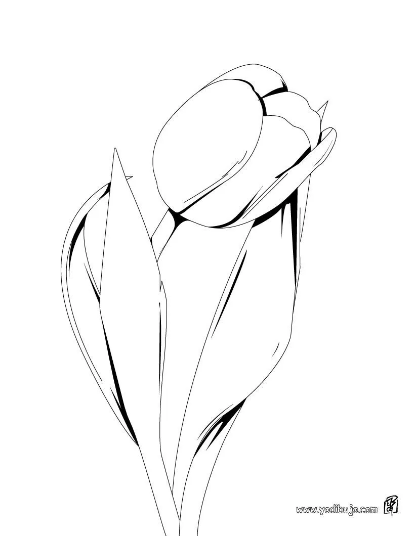 Dibujos de FLORES para pintar, un tulipan para imprimir Dibujos de FLORES para pintar, un tulipan para imprimir