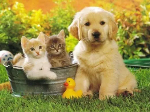 perrito-y-gatitos