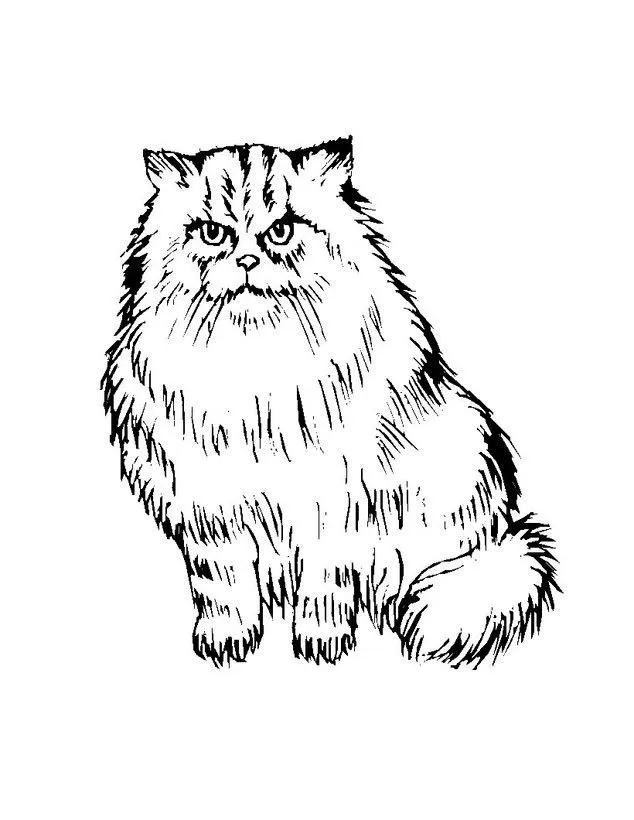 Dibujo para colorear : GATO PERSA. Imprimir o colorear en línea.