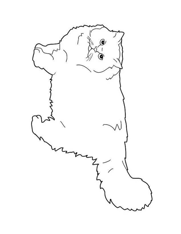 Dibujos GATOS para colorear, Gato Ragdoll para imprimir Dibujos GATOS para colorear, Gato Ragdoll para imprimir