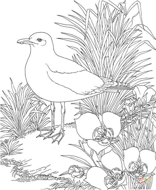 Dibujos de Gaviotas para colorear - Páginas para imprimir y ... Dibujos de Gaviotas para colorear - Páginas para imprimir y ...