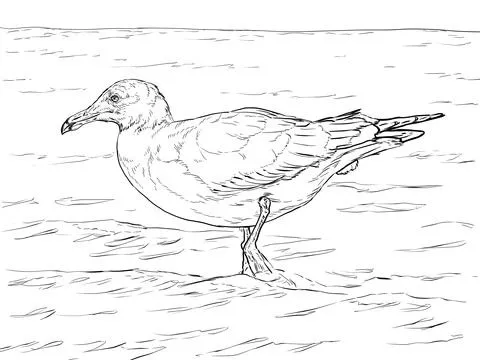 Dibujos de Gaviotas para colorear - Páginas para imprimir y ... Dibujos de Gaviotas para colorear - Páginas para imprimir y ...