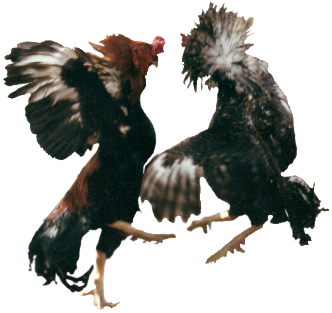 dibujos y gifs de gallos y gallinas | Blog de imágenes dibujos y gifs de gallos y gallinas | Blog de imágenes