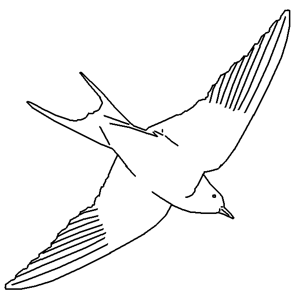 Dibujo de golondrina para pintar - Imagui