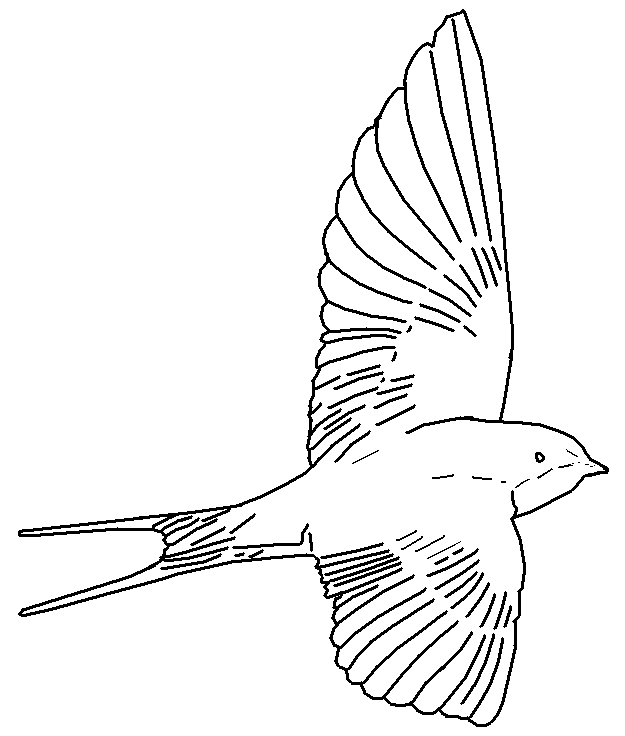 Dibujos de golondrinas para colorear - Imagui Dibujos de golondrinas para colorear - Imagui