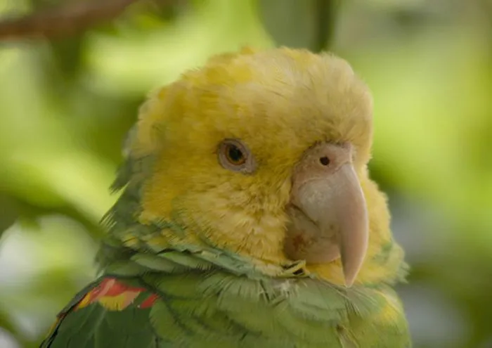 Dibujos en grande de aves de nuevo leon - Imagui Dibujos en grande de aves de nuevo leon - Imagui