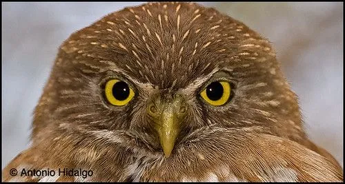 Dibujos en grande de aves de nuevo leon - Imagui Dibujos en grande de aves de nuevo leon - Imagui