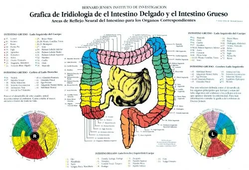 Imagen Gráfica de iridiologia del intestino delgado y el intestino ...