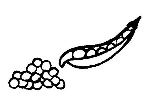 Dibujos de guisantes para colorear - Imagui